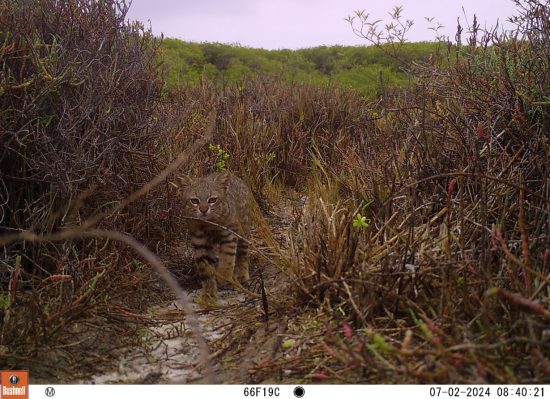 gato en manglar